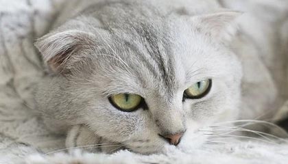 玩法-罗斯转会并不突然|于根伟|天津津门虎|签约|天津|津门虎_新浪体育_新浪新闻