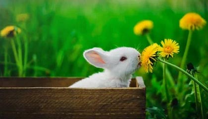 玩法-罗斯转会并不突然|于根伟|天津津门虎|签约|天津|津门虎_新浪体育_新浪新闻